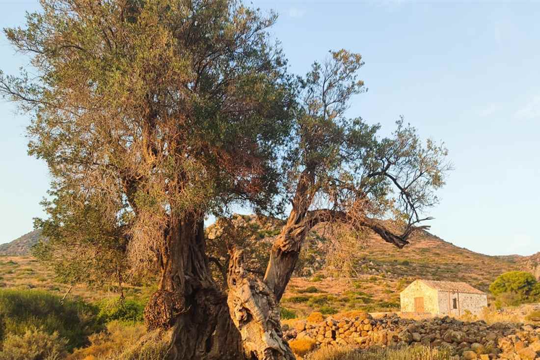 An ancient olive tree and a small stone chapel in the old olive grove of Aegina, a stop on an Aegina olive oil tour.