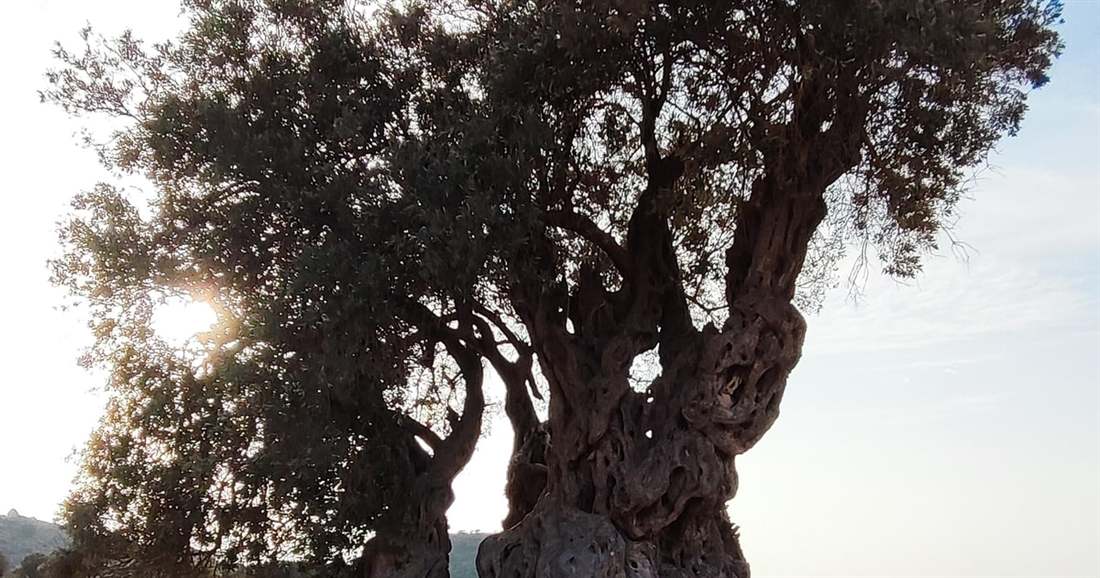The twisted trunk of a centuries-old olive tree against the sun, one of the old trees an Aegina olive oil tour visits.