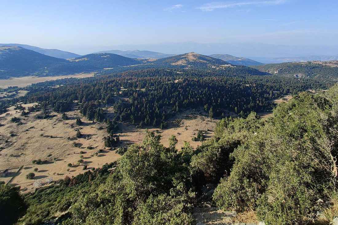 Dark green fir forest and a dry grass plateau on a high mountain slope under a clear blue sky