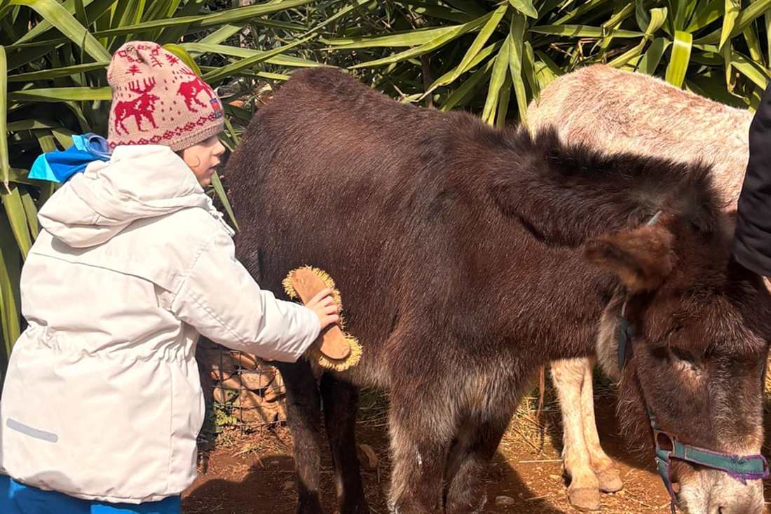 A child in a woolly hat brushing a dark brown donkey at the Athens donkey sanctuary.