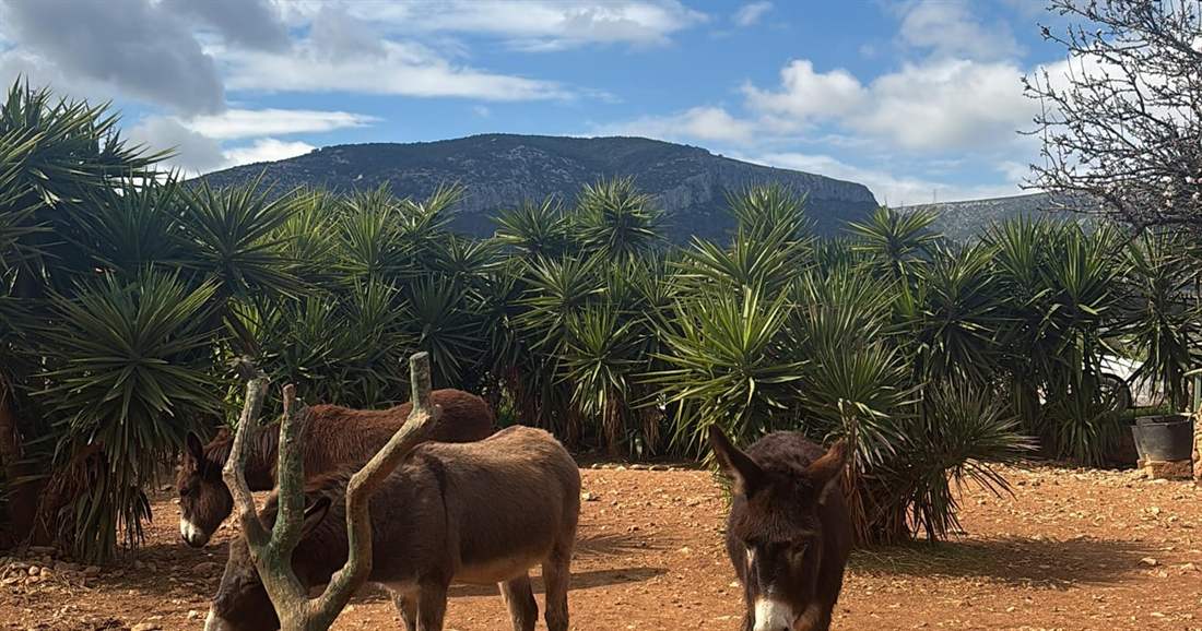 Donkeys standing in a sandy yard among palms below a mountain at the Athens donkey sanctuary.