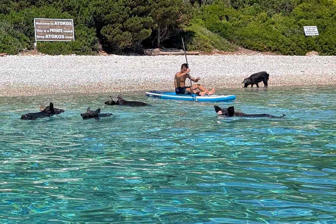 Black pigs swimming and standing on the pebble shore of Atokos beside a paddleboarder, with the Welcome to Atokos sign among the bushes behind