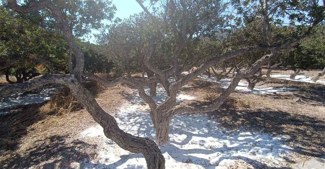 Twisted mastic trees growing over white ground in a grove on southern Chios