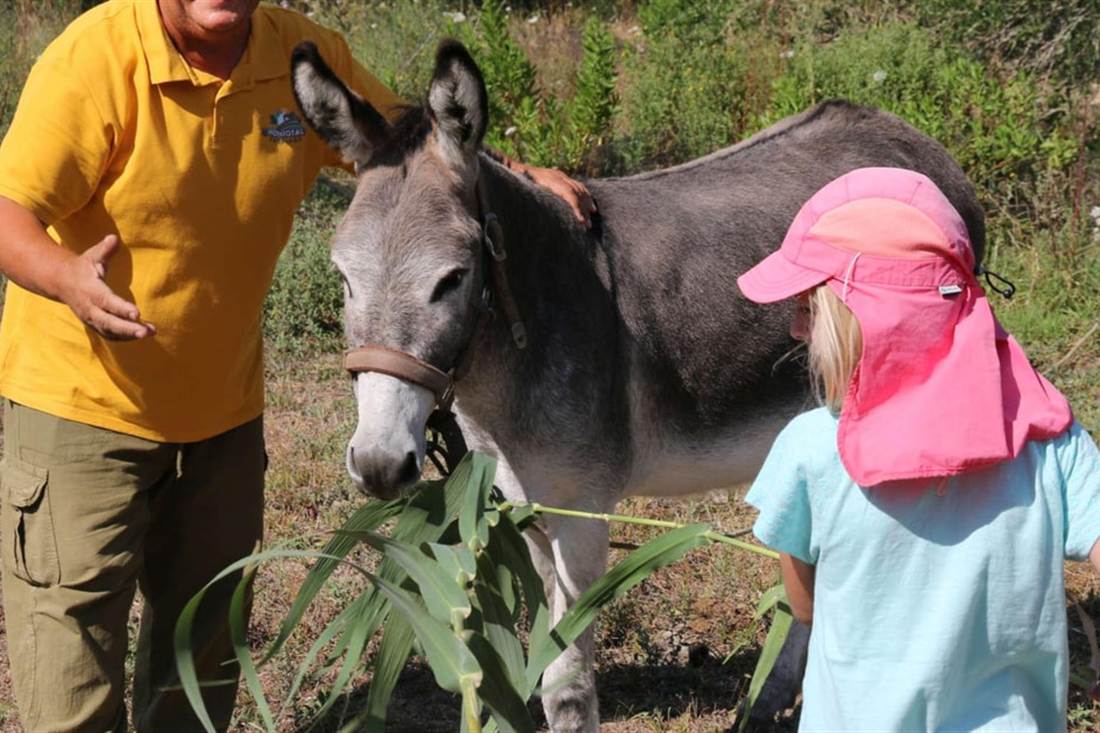 A girl in a pink sun hat meeting a grey donkey with a guide in the countryside, at a Corfu donkey sanctuary visit.