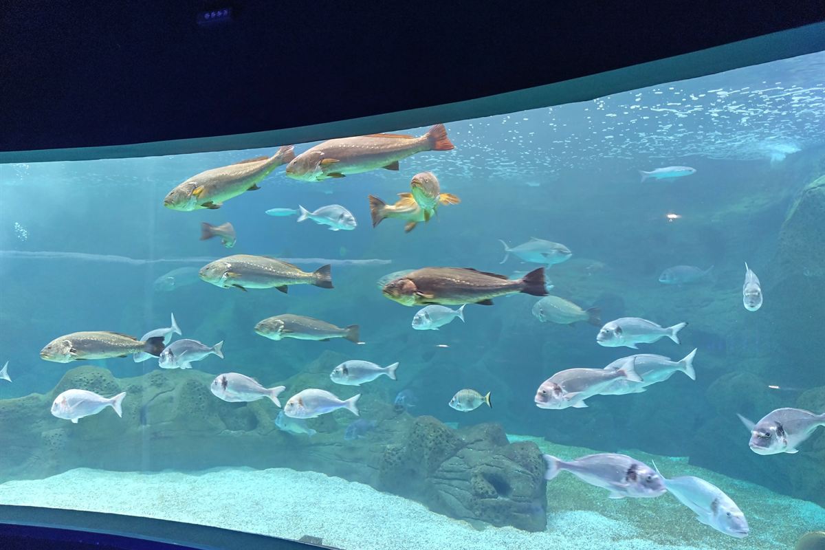 Fish swimming in the large curved tank at CretAquarium in Gournes, the attraction Cretaquarium tickets open