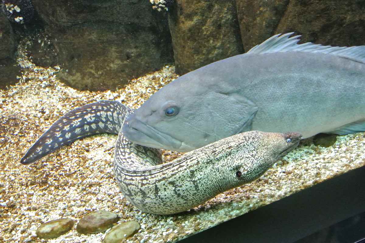 A moray eel resting beside a grouper in a CretAquarium tank, seen with Cretaquarium tickets