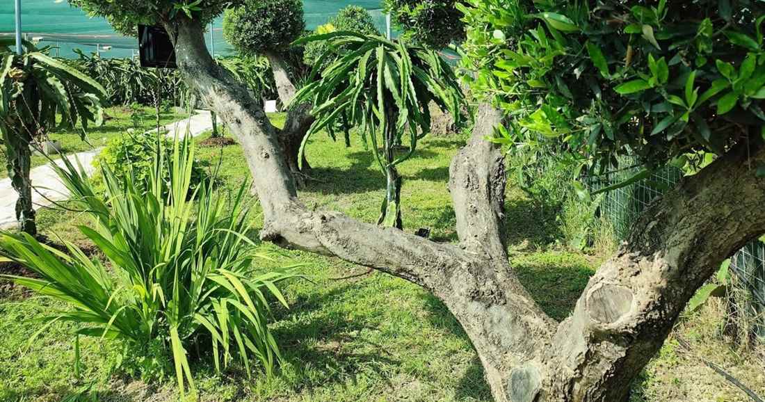 Dragon fruit cactus plants on posts between old olive trees on a Crete dragon fruit farm near Heraklion.