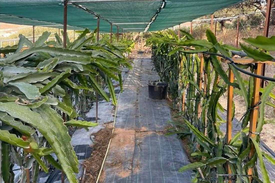 Rows of dragon fruit cactus plants on wooden posts under a green shade net on a Crete dragon fruit farm near Heraklion.