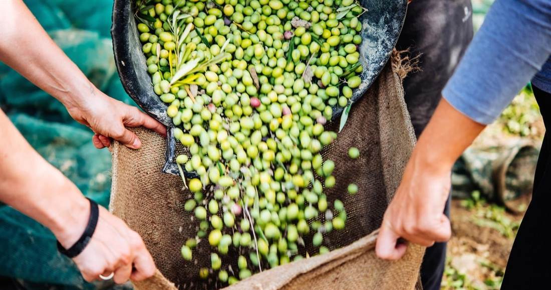 Hands tipping freshly picked green olives from a sack, the fruit behind the olive oil used in Crete soap making.