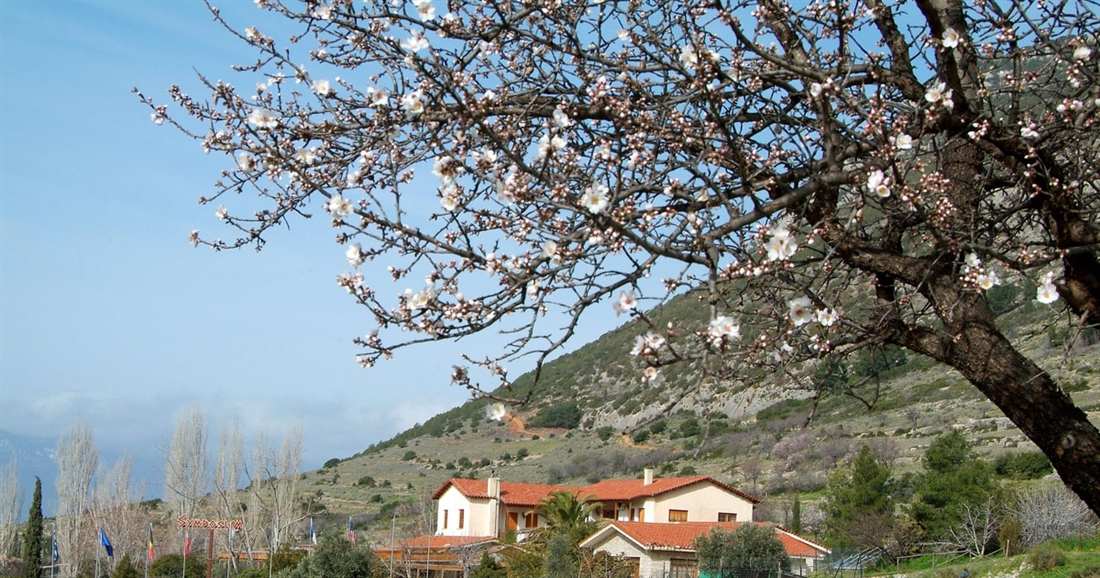 A country house below the slopes of Mount Parnassos with an almond tree in blossom, the setting of a Delphi cooking class.