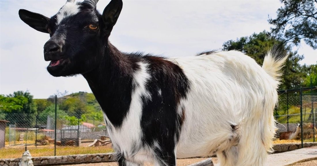 A black and white goat standing in a sunny pen at the Farma of Rhodes petting zoo.