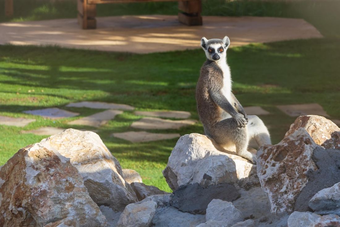 A ring-tailed lemur sitting upright on a rock in its enclosure at Farma of Rhodes.