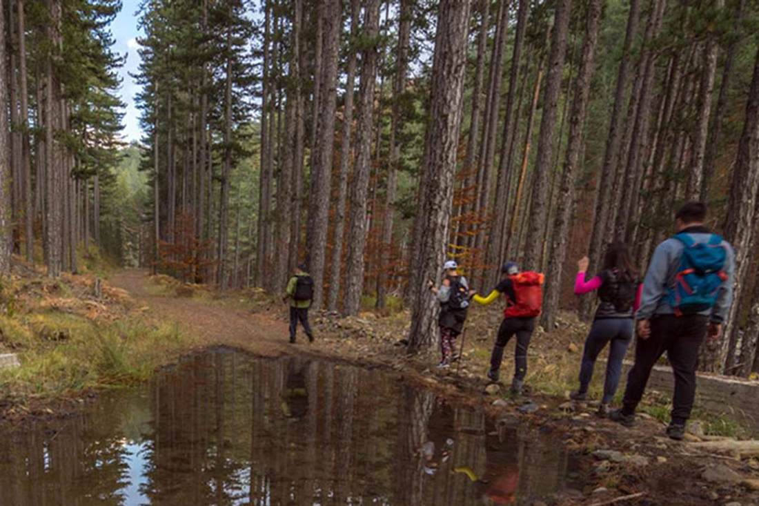 Five hikers with backpacks and poles walking along a forest track lined with tall pines, with a puddle reflecting the trees