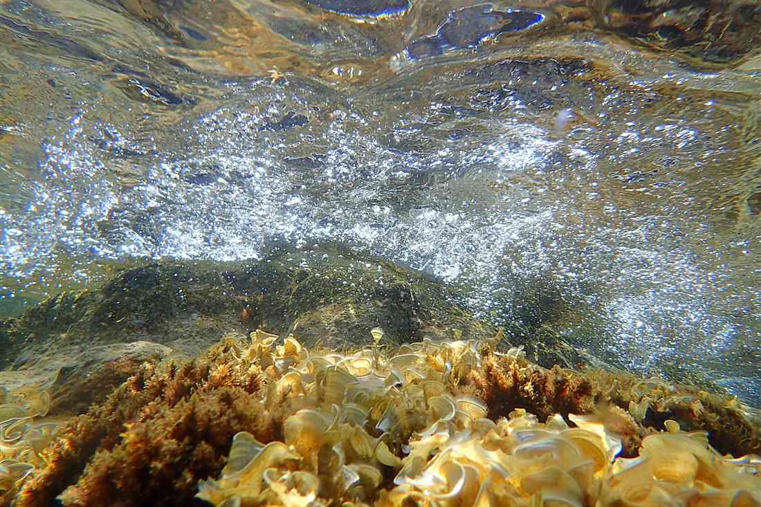 Clear Aegean water over a rocky seabed with sea plants, the view a mask gives on a Halkidiki snorkeling swim.
