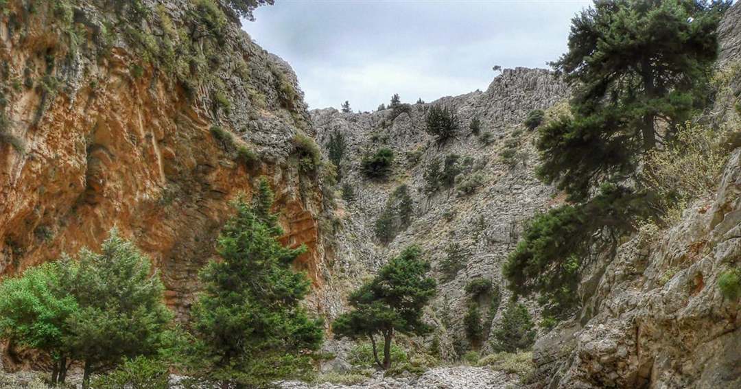 Pine trees and grey cliffs in the Imbros Gorge under a pale sky.