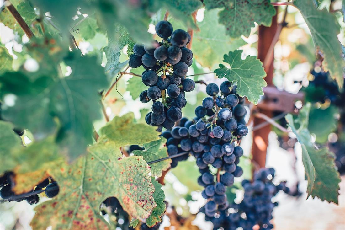 Bunches of dark purple grapes hanging on a vine among green leaves