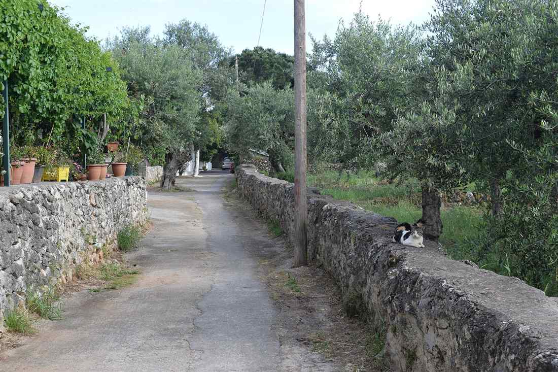 A narrow lane between dry-stone walls and olive trees in Kardamyli in the Mani