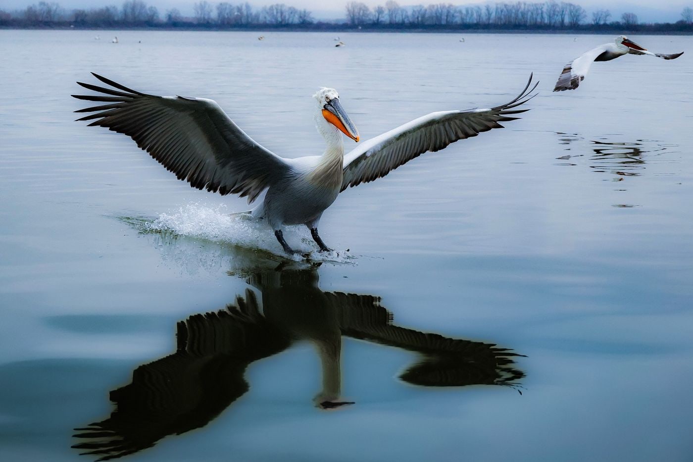 Kerkini tours watch a Dalmatian pelican land on the water of Lake Kerkini