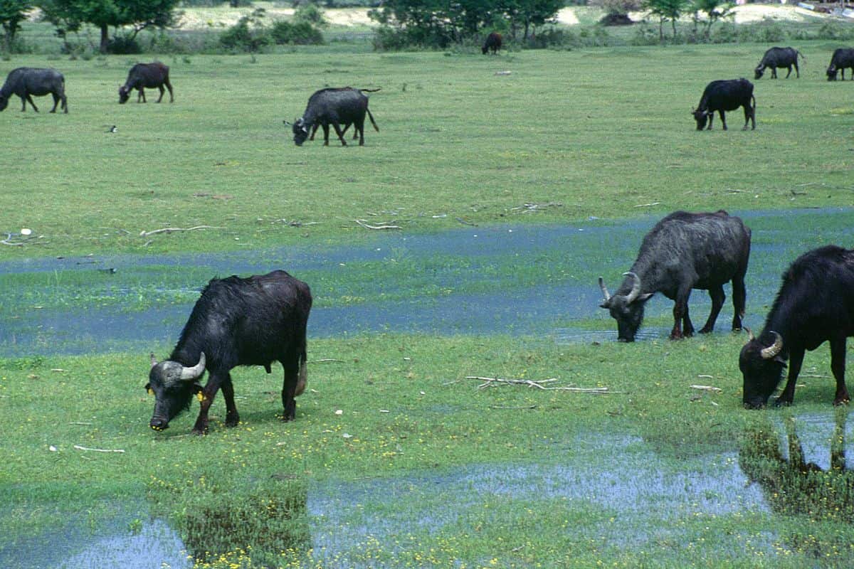 Kerkini tours pass water buffalo grazing in the wet meadows of Lake Kerkini