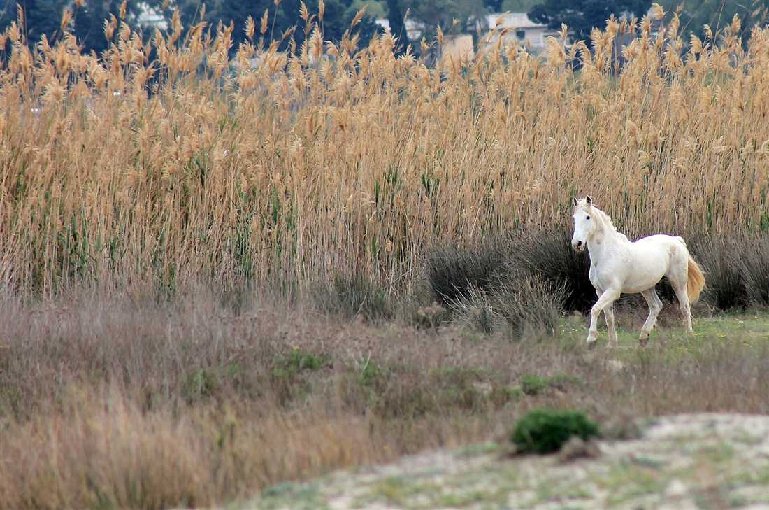 A white horse in the reeds beside the Alyki salt lake on Kos, the wetland that Kos horse riding routes pass.