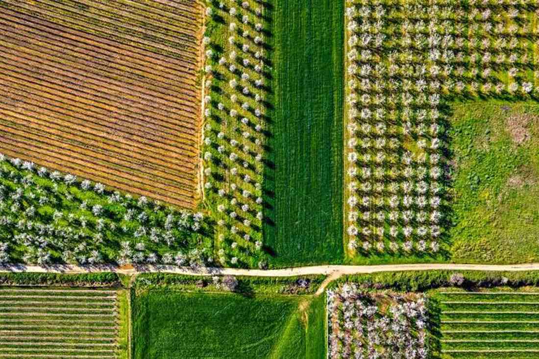Aerial view of vineyard rows beside blossoming orchards and green fields split by a dirt track
