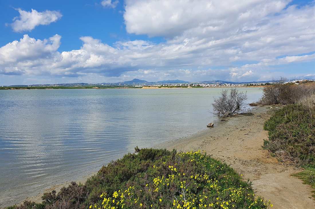 Calm water of Larnaca Salt Lake under a blue sky with white clouds, a sandy shore with yellow flowers in the foreground and low hills on the far side