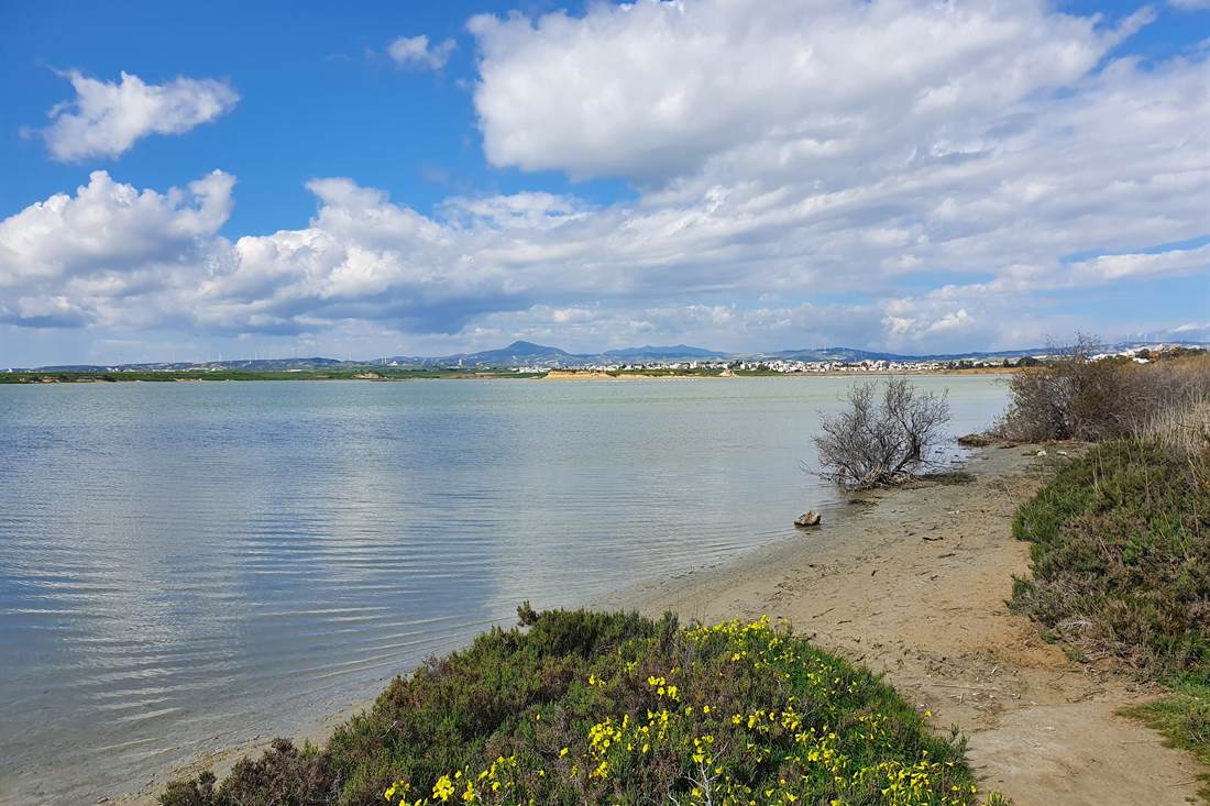 The calm water of Larnaca Salt Lake with a sandy shore path, green shrubs with yellow flowers and white clouds in a blue sky