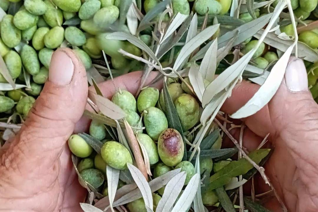 Hands holding freshly picked green olives on their leafy branches.