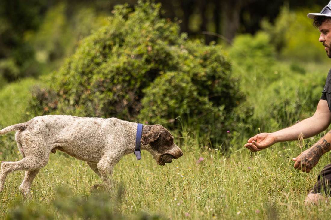 A truffle hunter kneeling in the grass as his dog brings back a truffle in the woods below Meteora