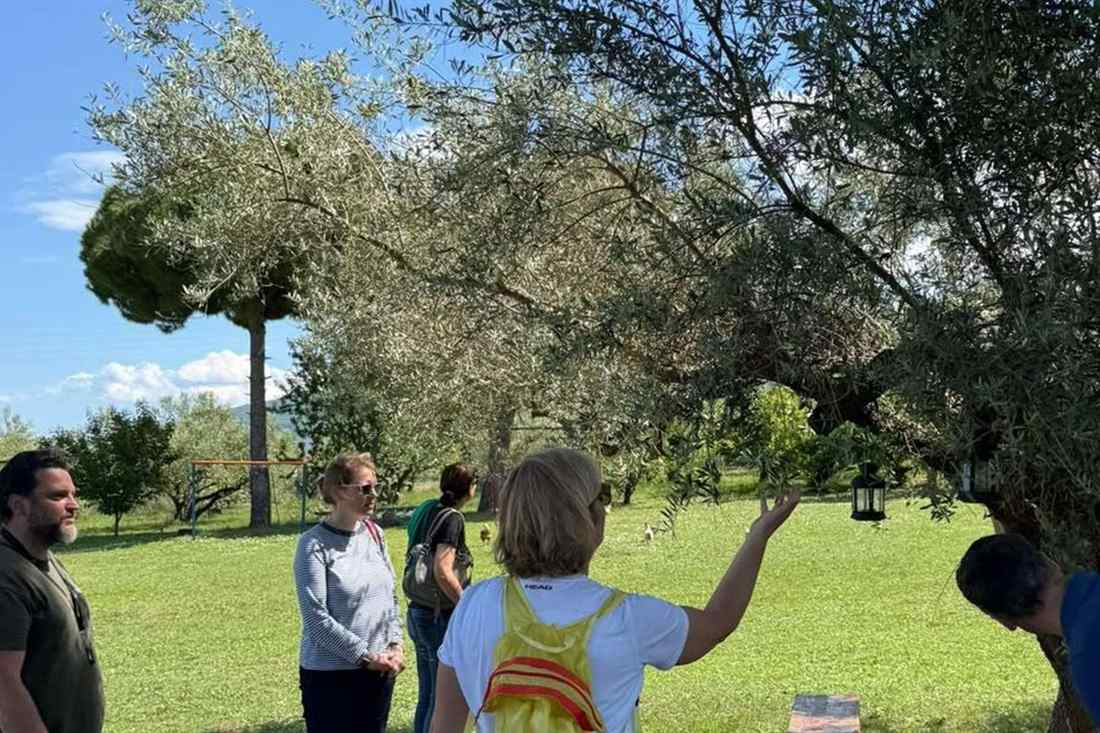 A producer showing visitors the olive trees during a grove walk in Pieria near Mount Olympus
