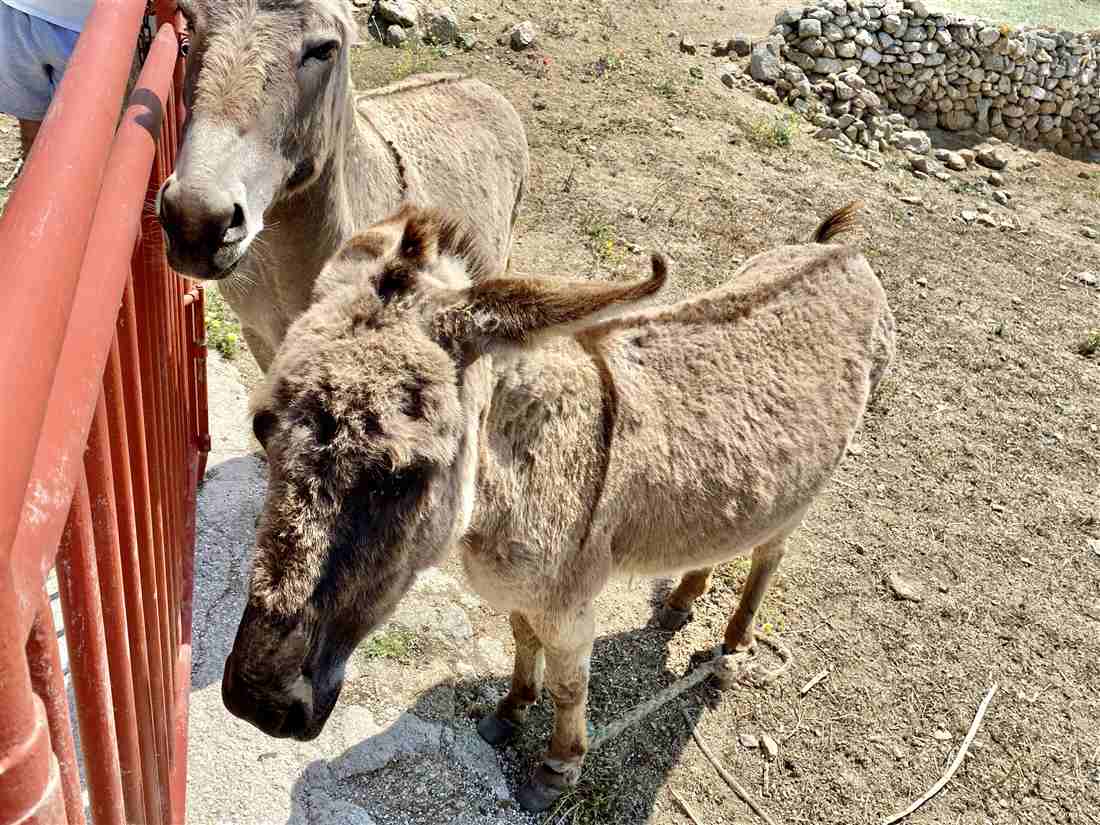 Two donkeys at the fence of a farm in the Mykonos countryside, the farm animals met on a Mykonos farm tour.