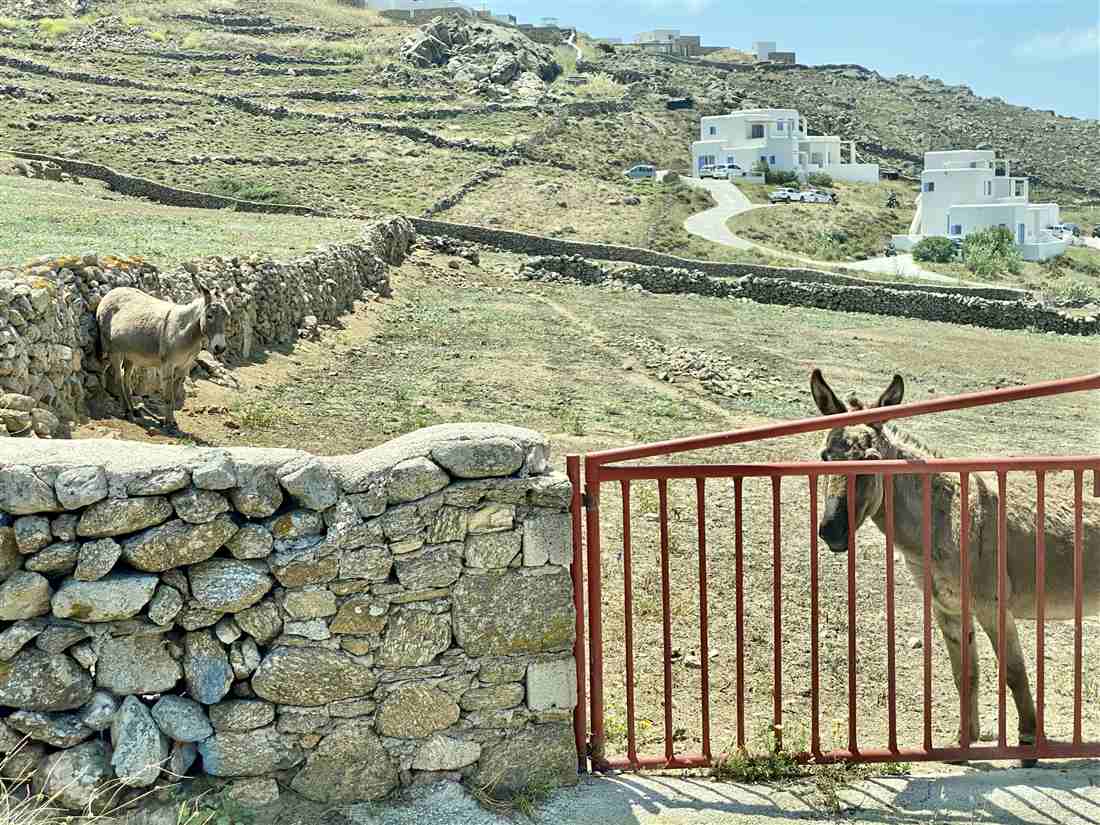 Donkeys by a red farm gate and dry-stone walls on a hillside farm in the Mykonos countryside, the setting of a Mykonos farm tour.