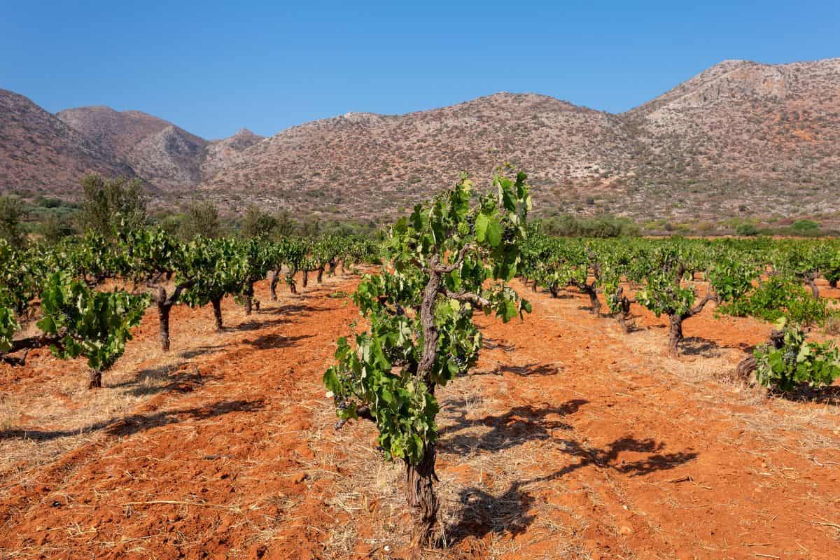 Rows of vines in a Greek vineyard, the grapes behind Olympia wine tasting