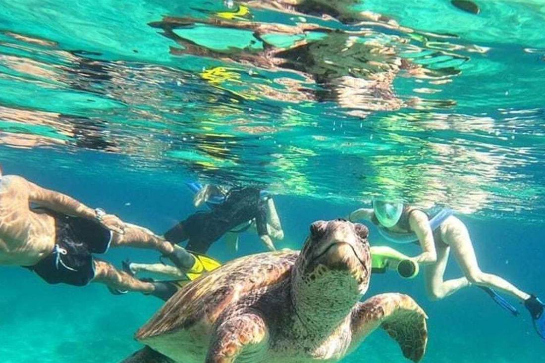Snorkellers swim beside a sea turtle in clear water off the coast of Paphos