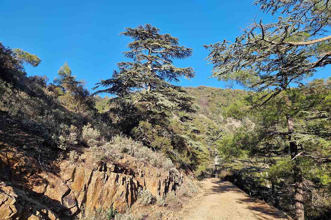 A gravel forest road below tall cedar trees and a rocky bank on a sunny day in Cedar Valley in the Paphos Forest