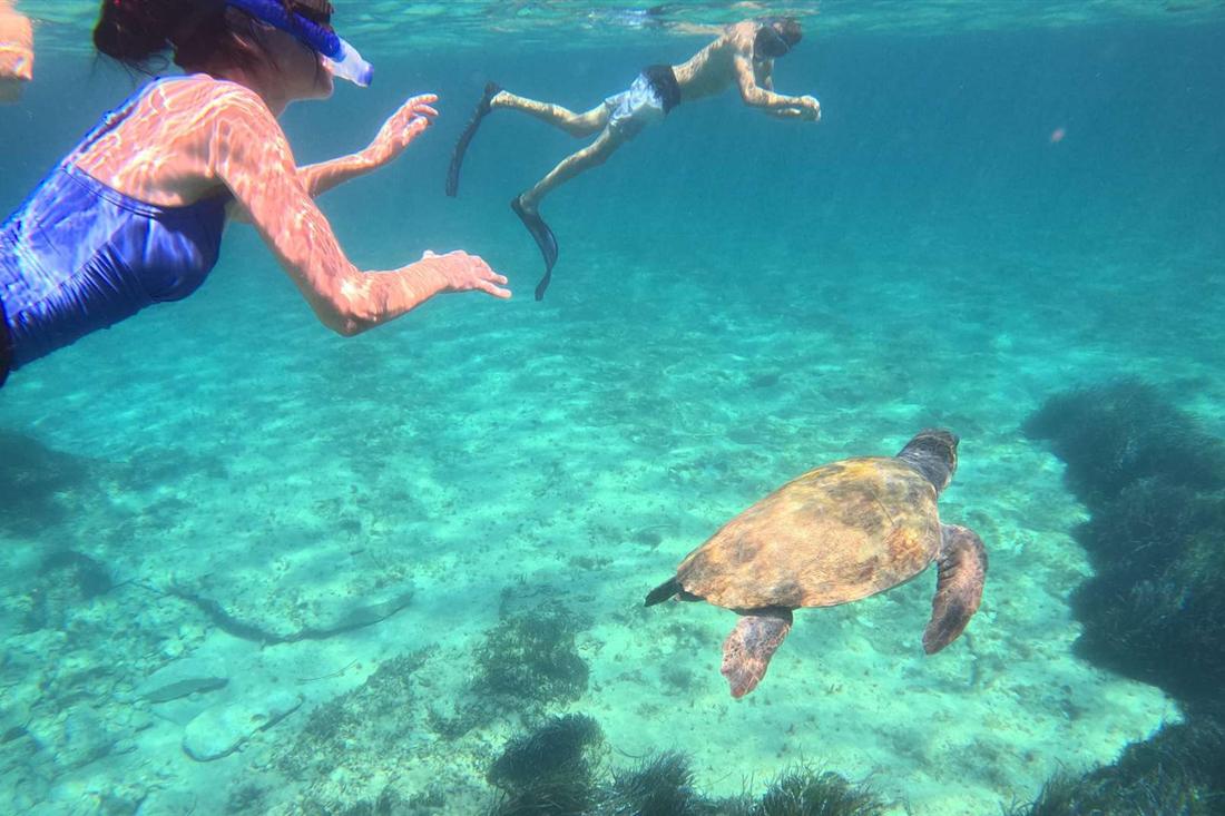 A snorkeler in a blue swimsuit and another swimmer in fins watch a sea turtle glide over a rocky seabed