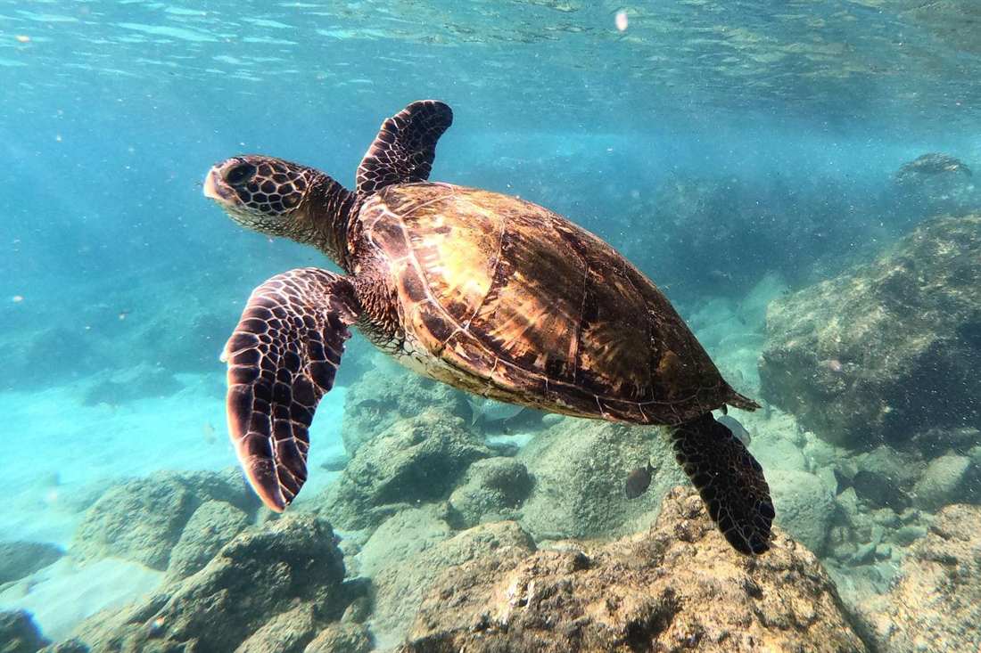 Green sea turtle swimming over a rocky seabed in clear blue water, seen from the side with its flippers spread