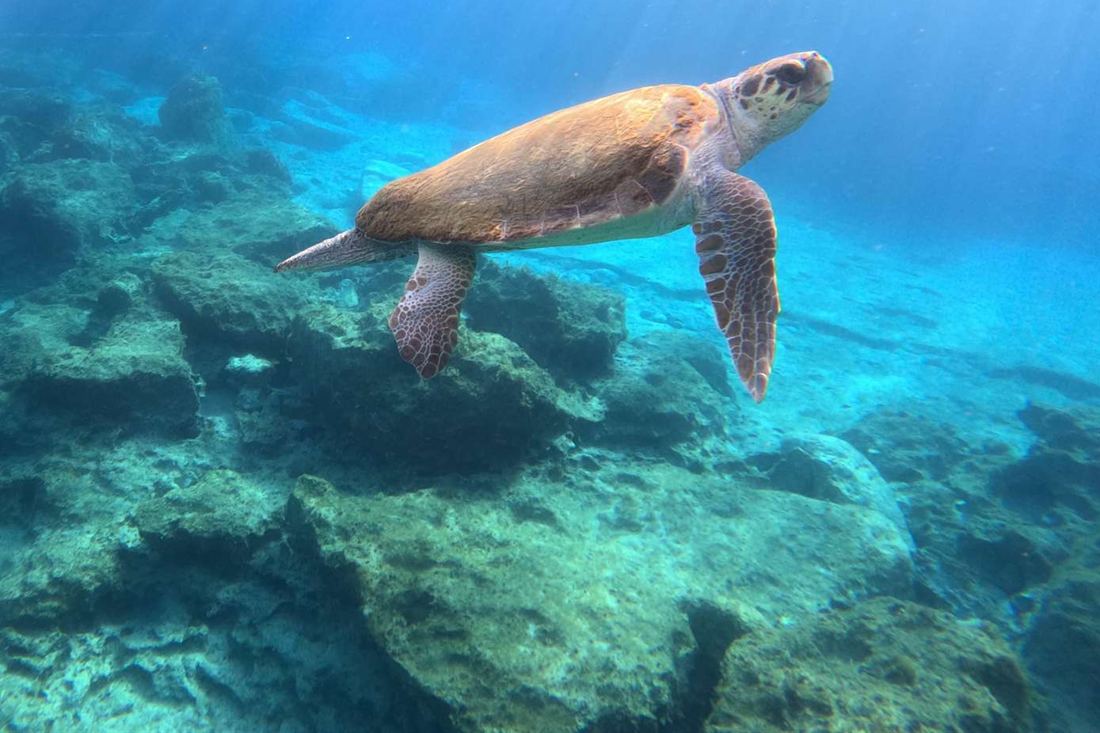 Loggerhead sea turtle swimming over rocks in clear blue sea water, seen from the side