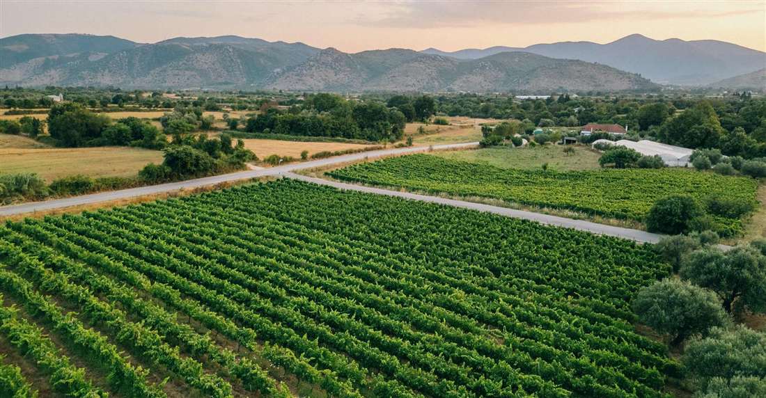 Rows of green vines in an Epirus vineyard below mountains at dusk.