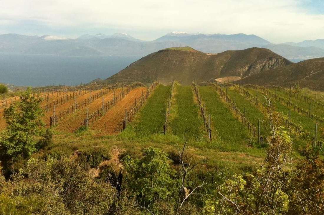 Rows of vines on a hillside in Achaia with the Gulf of Corinth and snow-capped mountains behind.