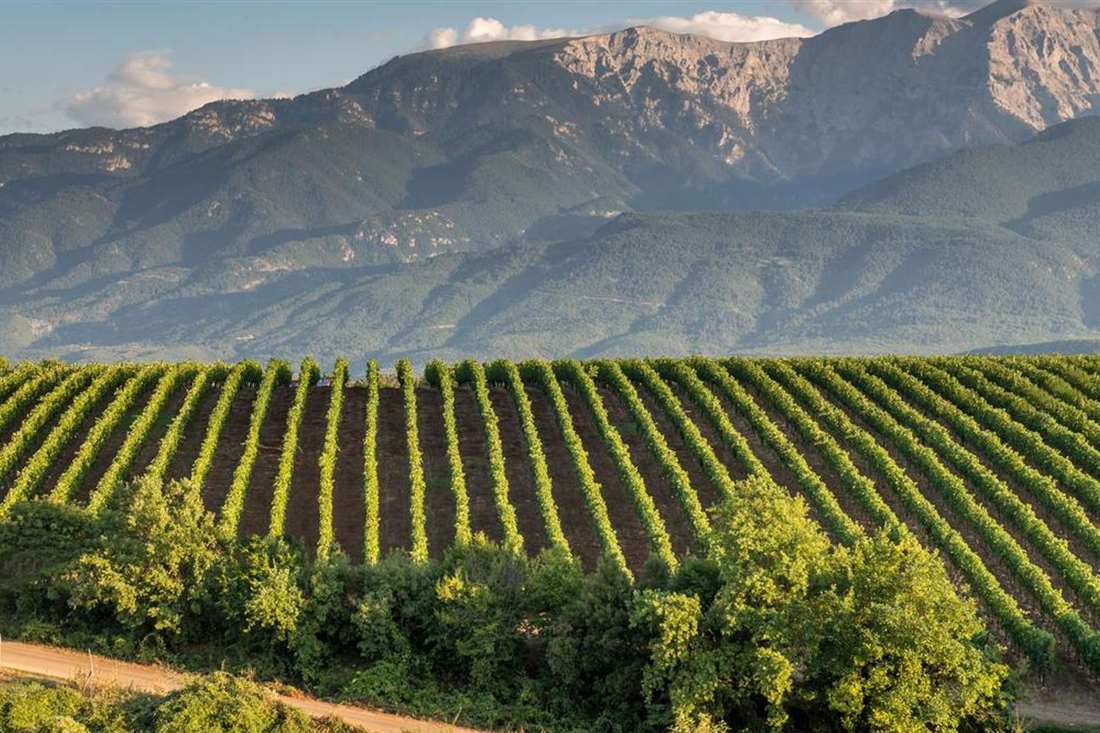 Rows of green grapevines in a vineyard below a rocky mountain range under a blue sky