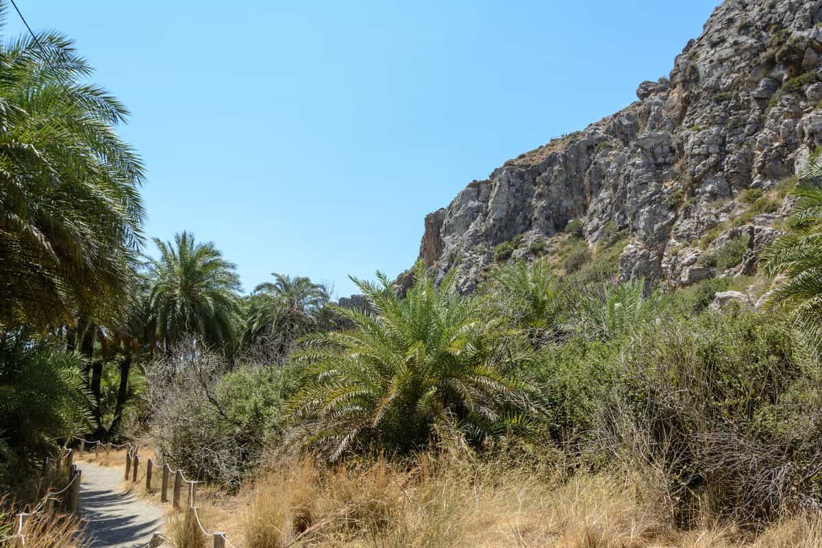 The path through the palm forest at Preveli, walked on a Preveli day trip from Rethymno