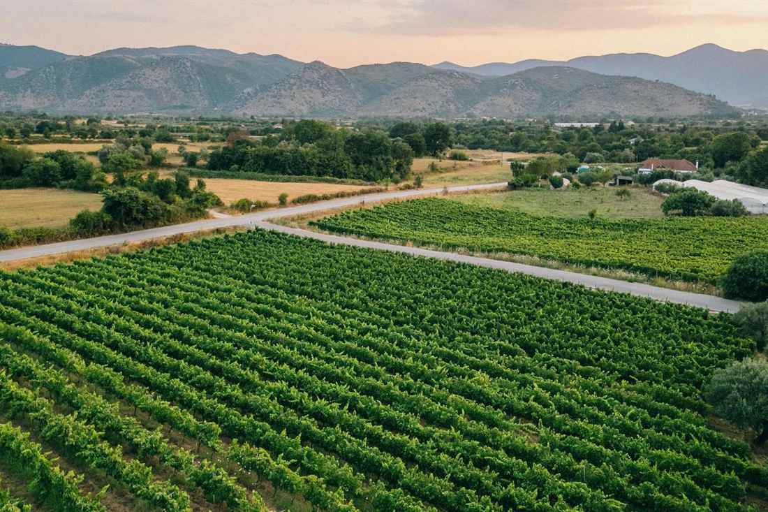 Green rows of grapevines beside a country road with farmland and mountains behind in evening light