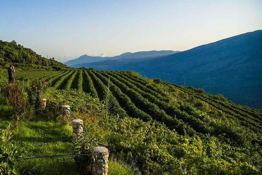 Long rows of grapevines on a green hillside above a valley with blue mountains under a clear sky