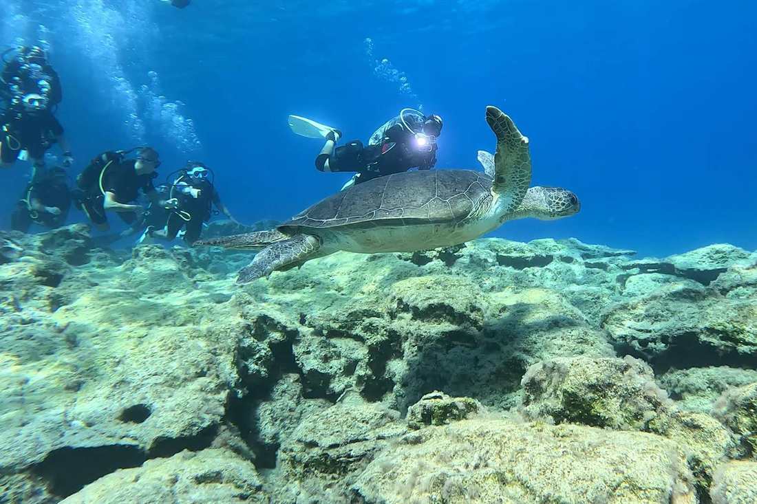 Scuba divers watch a green sea turtle swim over a rocky seabed in clear blue water off Protaras
