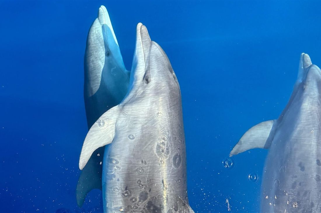 Two wild dolphins swimming side by side in deep blue water, the sight Rhodes dolphin watching cruises go out for.