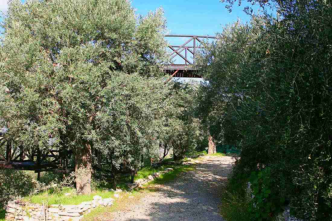 Old olive trees beside a gravel path on an olive farm, with a wooden footbridge above under a blue sky