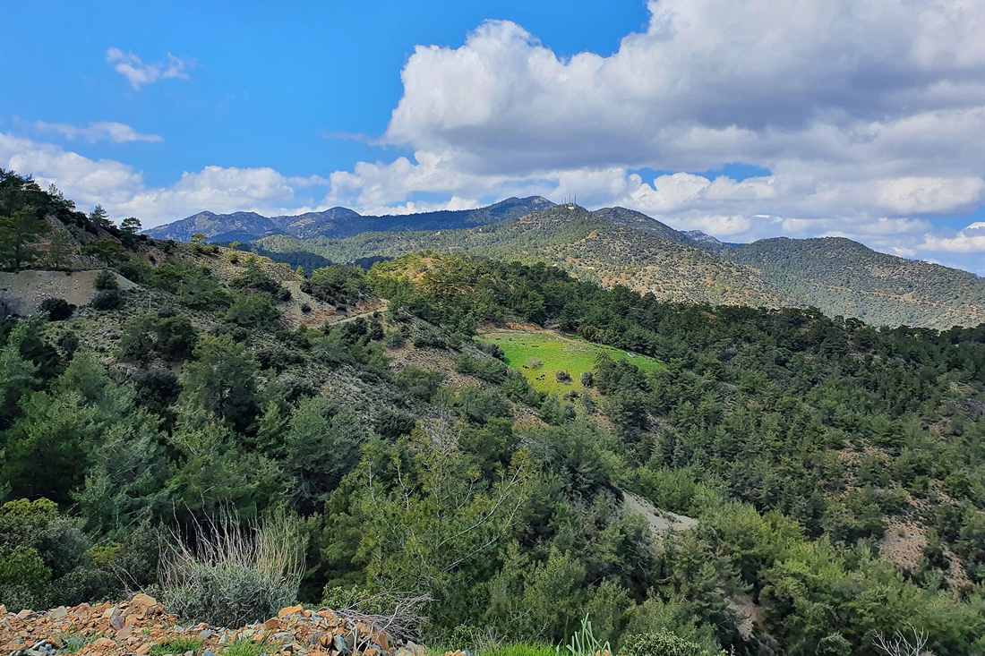 Pine-covered Troodos mountain slopes with a green meadow and a distant ridge under a blue sky with clouds