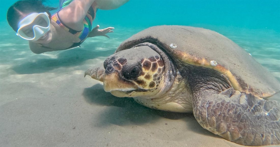 A snorkeller in a mask swimming beside a loggerhead sea turtle on the sandy seabed, a sight on a Zakynthos SUP tour.